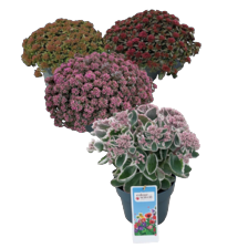 Sedum of Sedum gemengd